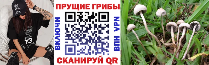 omg ссылки  Туймазы  Псилоцибиновые грибы Psilocybe 